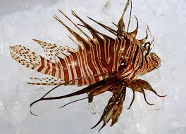 Image result for Pterois volitans