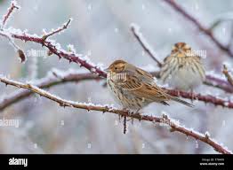 Image result for Emberiza pusilla