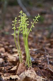 Attēlu rezultāti vaicājumam “Corallorhiza trifida”