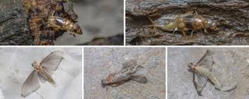 Attēlu rezultāti vaicājumam “Aphodius subterraneus imago”