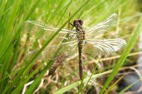 Attēlu rezultāti vaicājumam “Leucorrhinia albifrons”