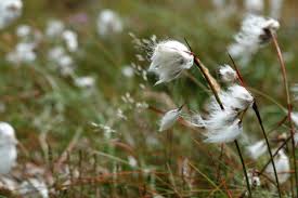 Attēlu rezultāti vaicājumam “Eriophorum latifolium fruit”