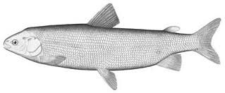 Image result for Coregonus lavaretus oxyrinchus