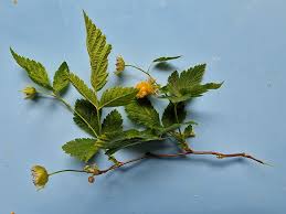 Attēlu rezultāti vaicājumam “Salix repens subsp. rosmarinifolia fruit”