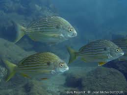 Image result for Archosargus rhomboidalis