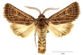 Attēlu rezultāti vaicājumam “Tholera decimalis”