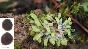 Attēlu rezultāti vaicājumam “Riccia bifurca”