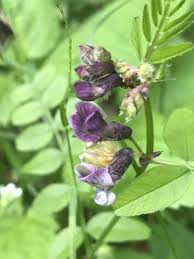 Attēlu rezultāti vaicājumam “Vicia sepium fruit”