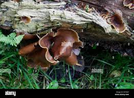 Attēlu rezultāti vaicājumam “Peziza varia”