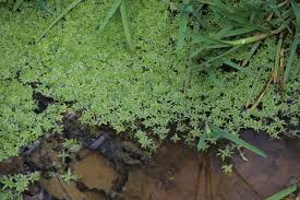 Attēlu rezultāti vaicājumam “Callitriche cophocarpa”