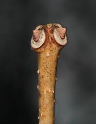 Attēlu rezultāti vaicājumam “Phellodendron amurense leaf”