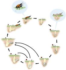 Attēlu rezultāti vaicājumam “Meloe sp. larva”