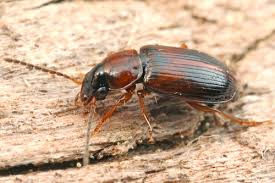 Attēlu rezultāti vaicājumam “Acupalpus flavicollis”