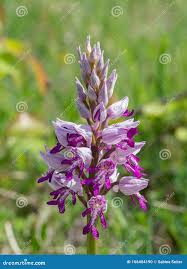Attēlu rezultāti vaicājumam “Orchis militaris leaf”