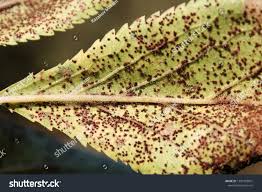 Attēlu rezultāti vaicājumam “Tranzschelia pruni-spinosae spores”