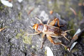 Attēlu rezultāti vaicājumam “Gryllus domesticus”