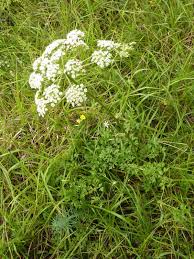Attēlu rezultāti vaicājumam “Peucedanum oreoselinum”