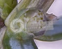 Attēlu rezultāti vaicājumam “Juniperus communis female flower”