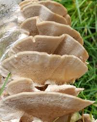 Attēlu rezultāti vaicājumam “Trametes versicolor”