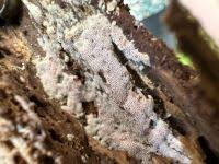 Attēlu rezultāti vaicājumam “Ceriporia viridans”