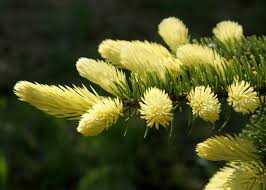 Attēlu rezultāti vaicājumam “Picea pungens”