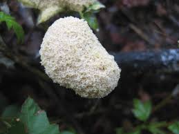 Attēlu rezultāti vaicājumam “Fuligo candida macro”