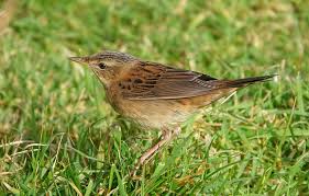 Image result for Locustella certhiola