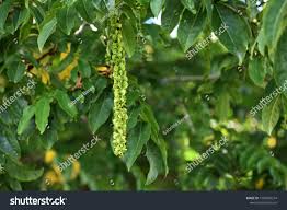 Attēlu rezultāti vaicājumam “Pterocarya fraxinifolia female flower”