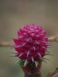 Attēlu rezultāti vaicājumam “Larix decidua flower”