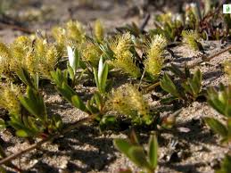 Attēlu rezultāti vaicājumam “Salix repens subsp. rosmarinifolia”