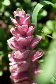 Attēlu rezultāti vaicājumam “Lathraea squamaria flower”