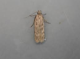 Attēlu rezultāti vaicājumam “Gelechia scotinella”