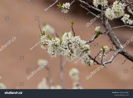 Attēlu rezultāti vaicājumam “Prunus domestica subsp. insitita”