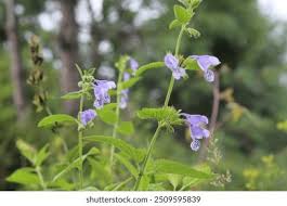 Attēlu rezultāti vaicājumam “Scutellaria galericulata leaf”
