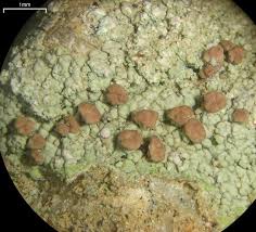 Attēlu rezultāti vaicājumam “Baeomyces rufus”