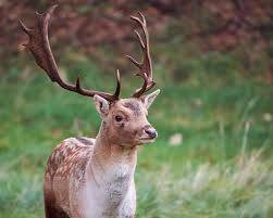 Attēlu rezultāti vaicājumam “Dama dama”