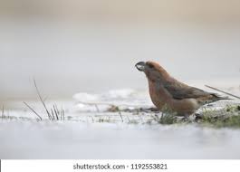 Attēlu rezultāti vaicājumam “Loxia pytyopsittacus male”