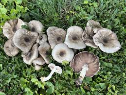 Attēlu rezultāti vaicājumam “Agaricus”