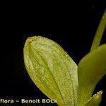 Attēlu rezultāti vaicājumam “Hammarbya paludosa leaf”