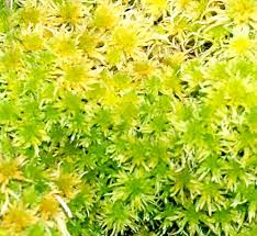 Attēlu rezultāti vaicājumam “Sphagnum riparium”