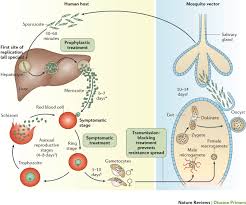 Attēlu rezultāti vaicājumam “Dianema depressum plasmodium”