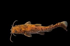 Image result for Pylodictis olivaris