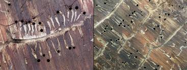 Attēlu rezultāti vaicājumam “Tomicus minor”