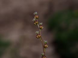 Attēlu rezultāti vaicājumam “Triglochin palustre fruit”