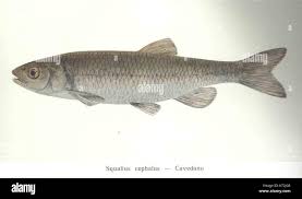 Image result for Squalius cephalus