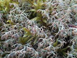 Attēlu rezultāti vaicājumam “Cladonia ciliata”