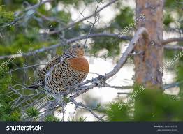 Attēlu rezultāti vaicājumam “Tetrao urogallus female”