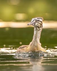 Attēlu rezultāti vaicājumam “Podiceps cristatus juvenile”