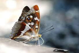 Attēlu rezultāti vaicājumam “Apatura iris male”