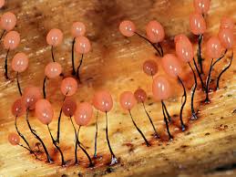 Attēlu rezultāti vaicājumam “Comatricha nigra macro”